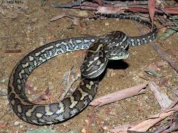 carpet python morelia spilota