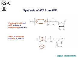 Ppt Synthesis Of Atp From Adp
