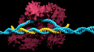 what is crispr the ultimate guide