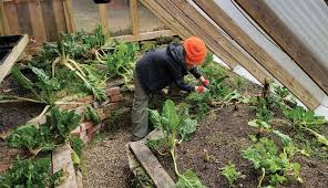 Build A Winter Greenhouse For Year