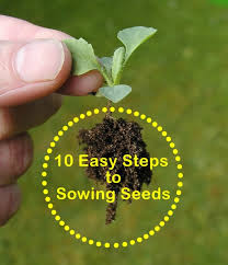 How To Sow Seeds In 10 Easy Steps With