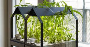 How To Grow Food At Home Using Hydroponics