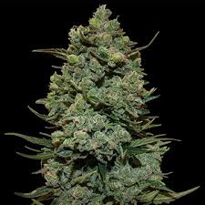 Some of our strains include london pound cake, gary payton cookies. Cookies Kush Barney S Farm Seeds For Sale