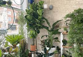 14 Gorgeous Tall Indoor Plants To Liven