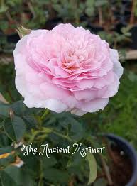 Image result for the ancient mariner rose