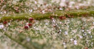 Preventing spider mites from attacking your plants in the first place is the goal. Where Do Spider Mites Come From And How To Kill Them