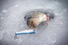 Ice Fishing Bait For Perch