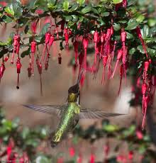 Hummingbird Gardening California