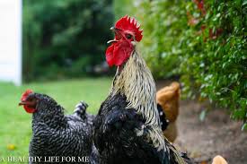 Check spelling or type a new query. Chicken Facts A Roosters Crow A Healthy Life For Me