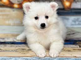 american eskimo puppy white id 17764