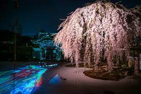 Kodaiji Temple Kodaiji Cherry Blossom Light Stock Photo 6287453793 gambar png