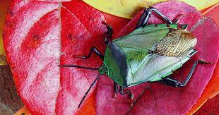 how to get rid of stink bugs in the