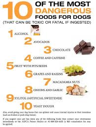 10 Of The Most Toxic Foods For Dogs Please Share