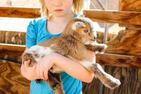 How To Care For Baby Goats