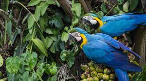 Many people think of the amazon rainforest when they think of a tropical rainforest, however tropical rainforests can be found in africa, southeast asia, and of course, south america. Tropical Forest Protection Environment America