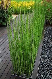 Horsetail contains large amounts of water so the key is getting it adequately dried for storing it. Garden Landscaping Ideas How To Grow Horsetail Reed Modern Garden Landscaping Architectural Plants Modern Garden