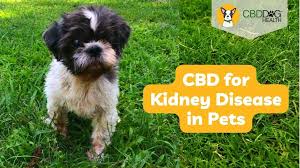 cbd for kidney disease in dogs cbd