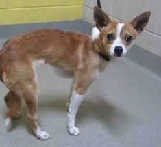 Breed and raised in a loving farm setting. Colorado Springs Co Cardigan Welsh Corgi Meet Blossom A Pet For Adoption