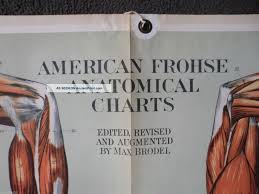 Life Size 1918 Frohse Medical Chart Plate 2 Muscles Anatomy