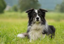 11 Stunning Border Collie Colors Coat Markings Pictures