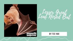 lesser great leaf nosed bats you