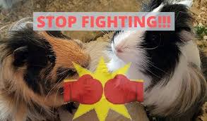 why do guinea pigs fight 5 easy steps