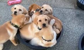 Up to date on puppy booster shots and dewormings. Labrador Retriever Puppies Pile Into Bowl In Adorable California Breeder S Video Daily Mail Online