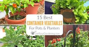 15 Best Container Vegetables For Pots