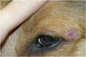 canine eyelid margin