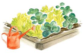 Tips For Growing A Vegetable Garden For