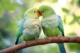 page 8 adorable love bird images