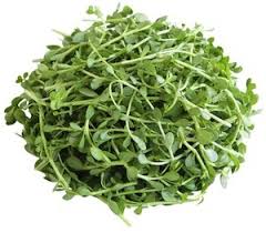 Image result for free google image of bacopa monnieri