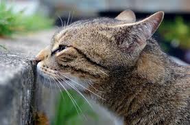 Sample situations that can cause a cat to spray include: Cat Spraying Why Does It Happen And What Can You Do Catster