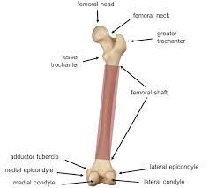pediatric femur fractures core em