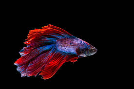 betta fish red background images hd