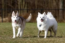 miniature american eskimo dog breed