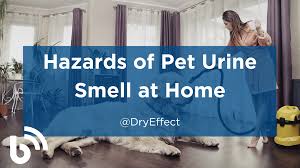 hazards of pet urine smell at home