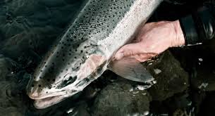 you may be killing steelhead and not