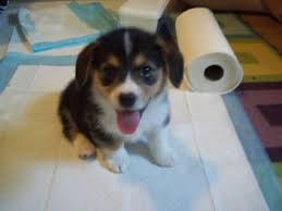 Our corgis enjoy socialization and interaction with adults & children as well as a variety of farm animals, including cats, poultry and horses. Beautiful Female Pembroke Welsh Corgi Puppies For Sale In Medford Oregon Classified Americanlisted Com