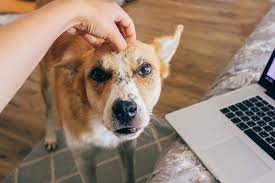 If your dog is losing weight unexpectedly, it can be an indication of an underlying health or behavioral issue that requires veterinary attention. What Causes Hair Loss In Cats And Dogs