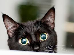 Your new companion may be just a click away! Black Kitten Adoption The Y Guide