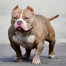 american bully the obkc