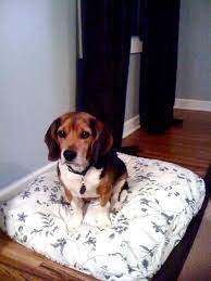 old rp cushion slipcover to a dog