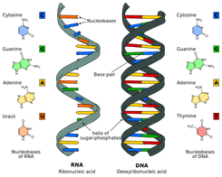 Review key facts, examples, definitions, and theories to prepare for your tests with quizlet study sets. Topic 2 6 Structure Of Dna And Rna Amazing World Of Science With Mr Green