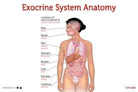 exocrine system human anatomy image