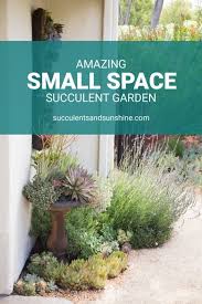 Small Succulent Garden For The Birds
