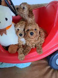 purebred apricot toy poodle puppies 8