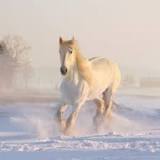 what-do-white-horses-symbolize