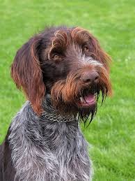 Wirehaired Pointer Griffon Dog Breed Information Pictures