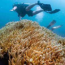 bangkok scuba diving seafari
